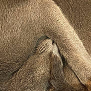 Grigris participe au concours pour gagner de l'argent avec cette photo : cat, fur, closeup, sleeping, paw, curled, cozy, pet, animal, whiskers, soft, resting, feline, cute, relaxed, domestic, brown, texture, mammal, indoor