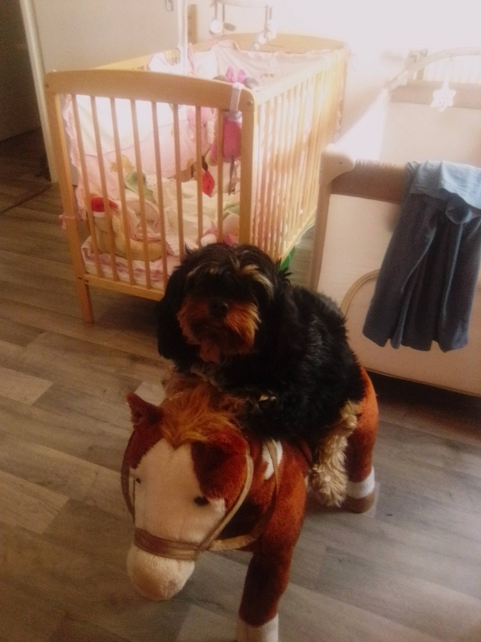 Rose participe au concours pour gagner de l'argent avec cette photo : canidae, carnivore, cat, dog, dog_breed, ear, fawn, floor, pit_bull, puppy, sporting_group, tail, toy_dog