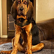 Gunnar joined the competition — help win amazing prizes! dog, bloodhound, pet, indoor, furniture, dog_bed, brown, black, ears, eyes, floor, couch, wall, home, animal, canine, sitting, fur, legs, paws