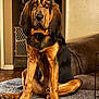 dog, bloodhound, pet, indoor, furniture, dog_bed, brown, black, ears, eyes, floor, couch, wall, home, animal, canine, sitting, fur, legs, paws