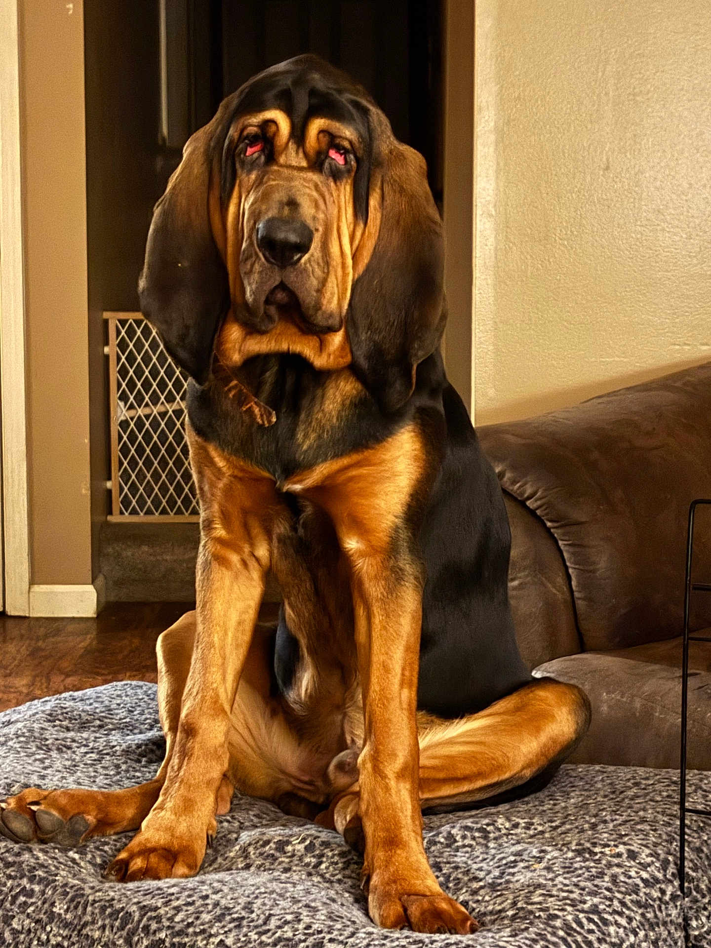 Gunnar joined the competition — help win amazing prizes! dog, bloodhound, pet, indoor, furniture, dog_bed, brown, black, ears, eyes, floor, couch, wall, home, animal, canine, sitting, fur, legs, paws