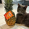 Zain is registered to the contest to win money with this photo: cat, close_up, curious, dole_label, domestic, flooring, fruit, gray_cat, household_item, indoor, kitchen, pet, pineapple, pineapple_top, produce_tag, sitting, still_life, tile_floor, whiskers, yellow_eyes