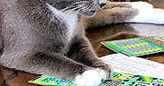 Zain joined the competition — help win amazing prizes! animal, cat, close_up, curious, domestic_cat, feline, focused, grey_cat, indoor, lottery_tickets, paw, pet, playing, reflection, scratch_cards, table, whiskers, white_paws, wooden_table, yellow_eyes