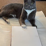 Zain is registered to the contest to win money with this photo: box, cardboard_box, carpet, cat, electrical_cord, floor_vent, gray_cat, green_eyes, indoor, outlet, paw, pet, portrait, power_strip, relaxed, sitting, snowflake_pattern, whiskers, white_chest, wrapping_paper