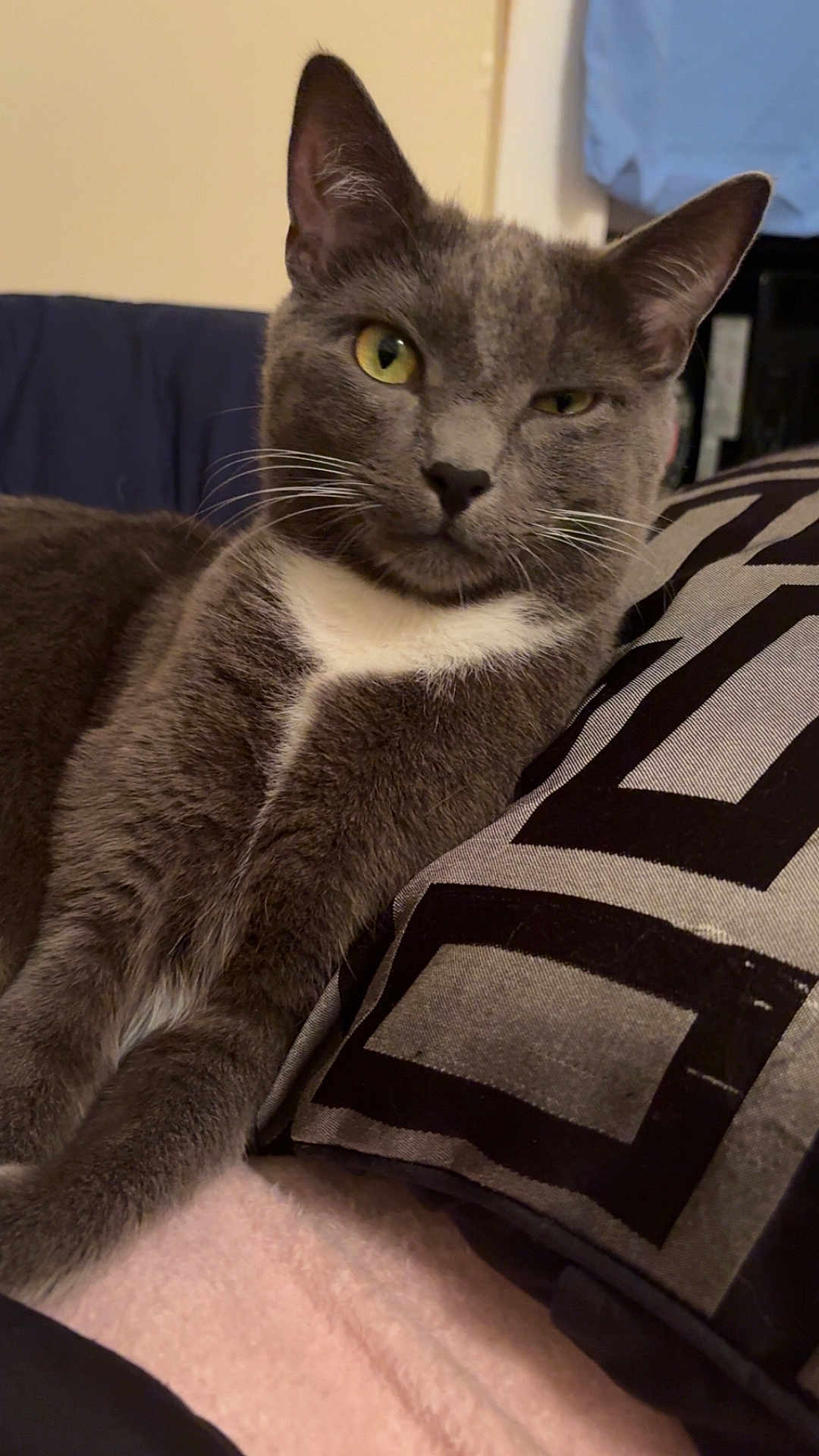 Zain joined the competition — help win amazing prizes! cat, grey_cat, white_chest, winking, relaxed, indoor, pillow, patterned_pillow, feline, pet, whiskers, ears, fur, closeup, cute, animal, cozy, resting, domestic_cat, soft_texture