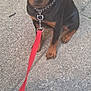 rottweiler, puppy, dog, leash, chain_collar, sidewalk, concrete, sitting, pet, animal, outdoor, young_dog, black_and_tan, canine, looking_up, waiting, cute, domestic_animal, companion, friendly