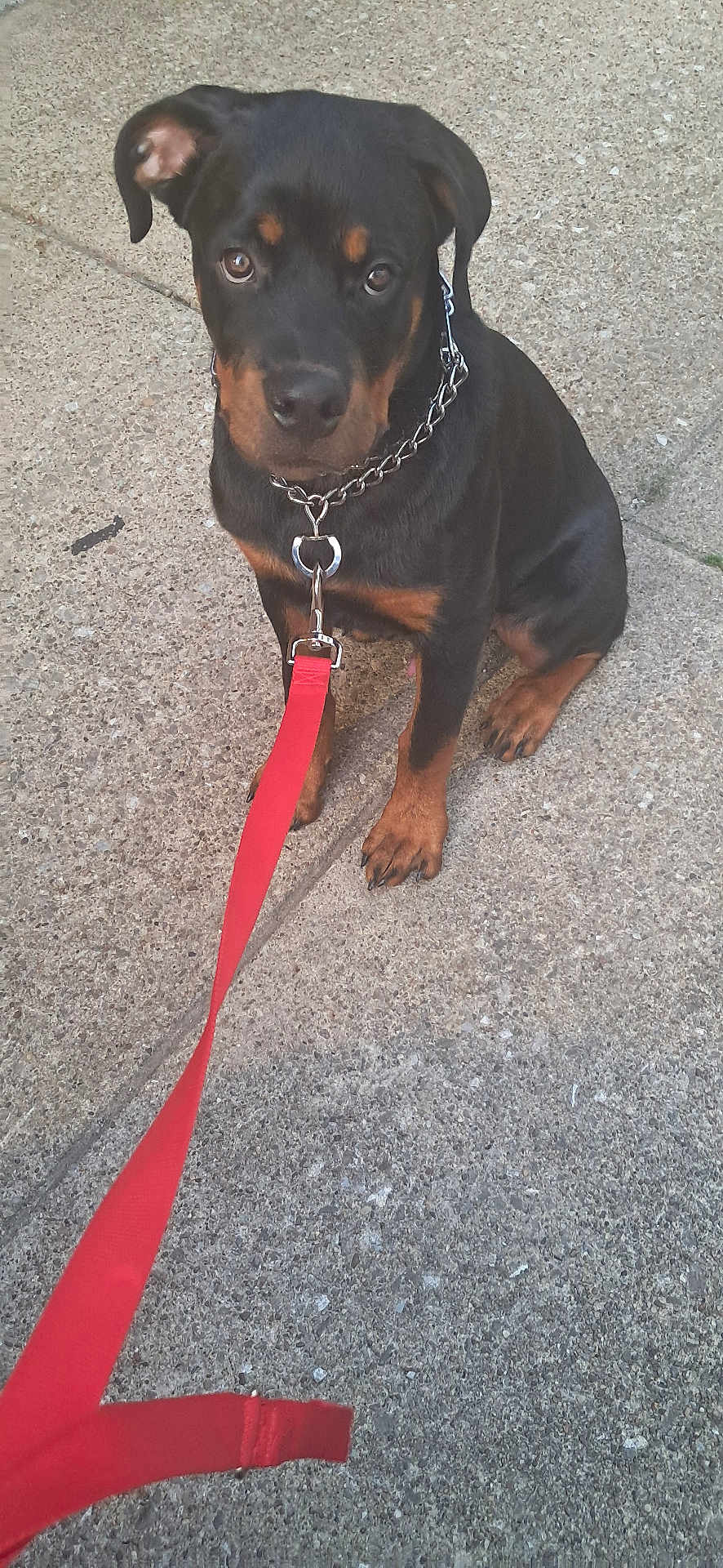 Blitz is registered to the contest to win money with this photo: rottweiler, puppy, dog, leash, chain_collar, sidewalk, concrete, sitting, pet, animal, outdoor, young_dog, black_and_tan, canine, looking_up, waiting, cute, domestic_animal, companion, friendly