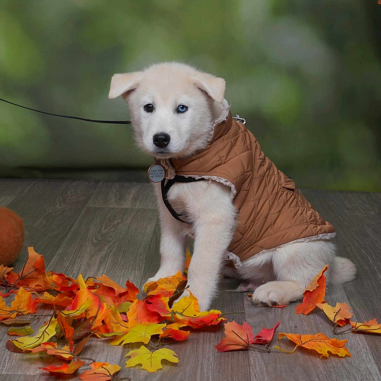 Jax joined the competition — help win amazing prizes! animal, autumn_leaves, background, brown_jacket, cute, dog, fall, floor, heterochromia, indoor, leaves, pet, portrait, puppy, seasonal, sitting, studio, warm_colors, white_fur, young_dog
