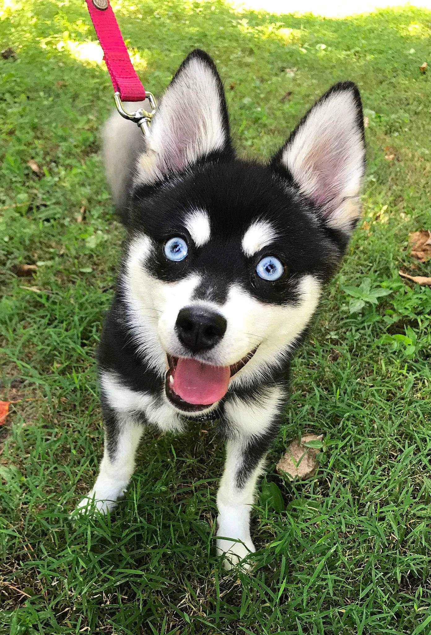 Archie is registered to the contest to win money with this photo: alaskan_klee_kai, alaskan_malamute, canadian_eskimo_dog, canidae, carnivore, dog, dog_breed, grass, mammal, miniature_siberian_husky, northern_inuit_dog, puppy, rare_breed_dog, sakhalin_husky, seppala_siberian_sleddog, siberian_husky, sled_dog, snout, vertebrate, wolfdog