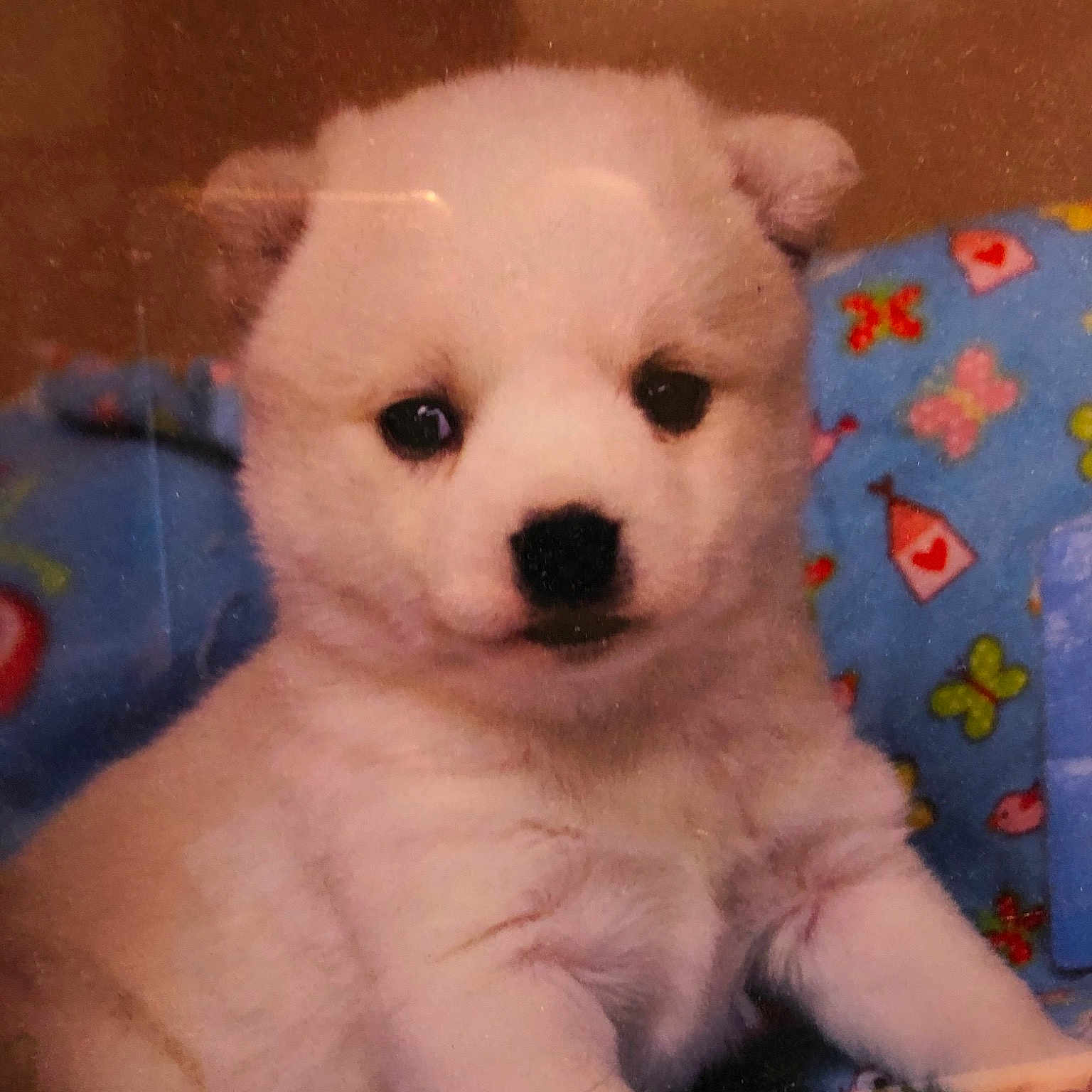 Koda joined the competition — help win amazing prizes! canidae, carnivore, companion_dog, dog, dog_breed, eye, japanese_spitz, kintamani, kishu, korean_jindo_dog, mammal, non_sporting_group, nose, pungsan_dog, puppy, rare_breed_dog, skin, snout, vertebrate, volpino_italiano