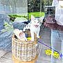 Berlioz a rejoint le concours — aidez-le/la à gagner de superbes lots ! kitten, cat, basket, slippers, indoor, window_reflection, playful, pet, animal, greenery, wooden_floor, person_reflection, phone, home, cute, white_and_gray_cat, wicker_basket, toy, expression, curious