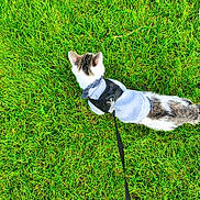 Berlioz participe au concours pour gagner de l'argent avec cette photo : cat, pet, grass, leash, harness, hoodie, outdoor, animal, mammal, white, tabby, striped, walking, nature, green, summer, cute, small, domestic, exploring