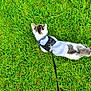 cat, pet, grass, leash, harness, hoodie, outdoor, animal, mammal, white, tabby, striped, walking, nature, green, summer, cute, small, domestic, exploring