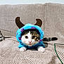 cat, costume, blue, purple, horns, pet, animal, cute, fur, whiskers, eyes, face, paws, blanket, indoor, texture, resting, playful, closeup, adorable