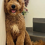Ted participe au concours pour gagner de l'argent avec cette photo : dog, curly_coat, brown_fur, fluffy, sitting, tongue_out, happy, portrait, pet, stairs, staircase, indoor, home, wall, plants, decor, tail, large_dog, cute, animal