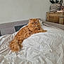 Ulysse participe au concours pour gagner de l'argent avec cette photo : cat, persian_cat, fluffy, orange_cat, bed, white_bedspread, furniture, wooden_cabinet, plant, orchid, indoor, pet, relaxed, fluffy_tail, animal, cozy, decor, statue, room, resting