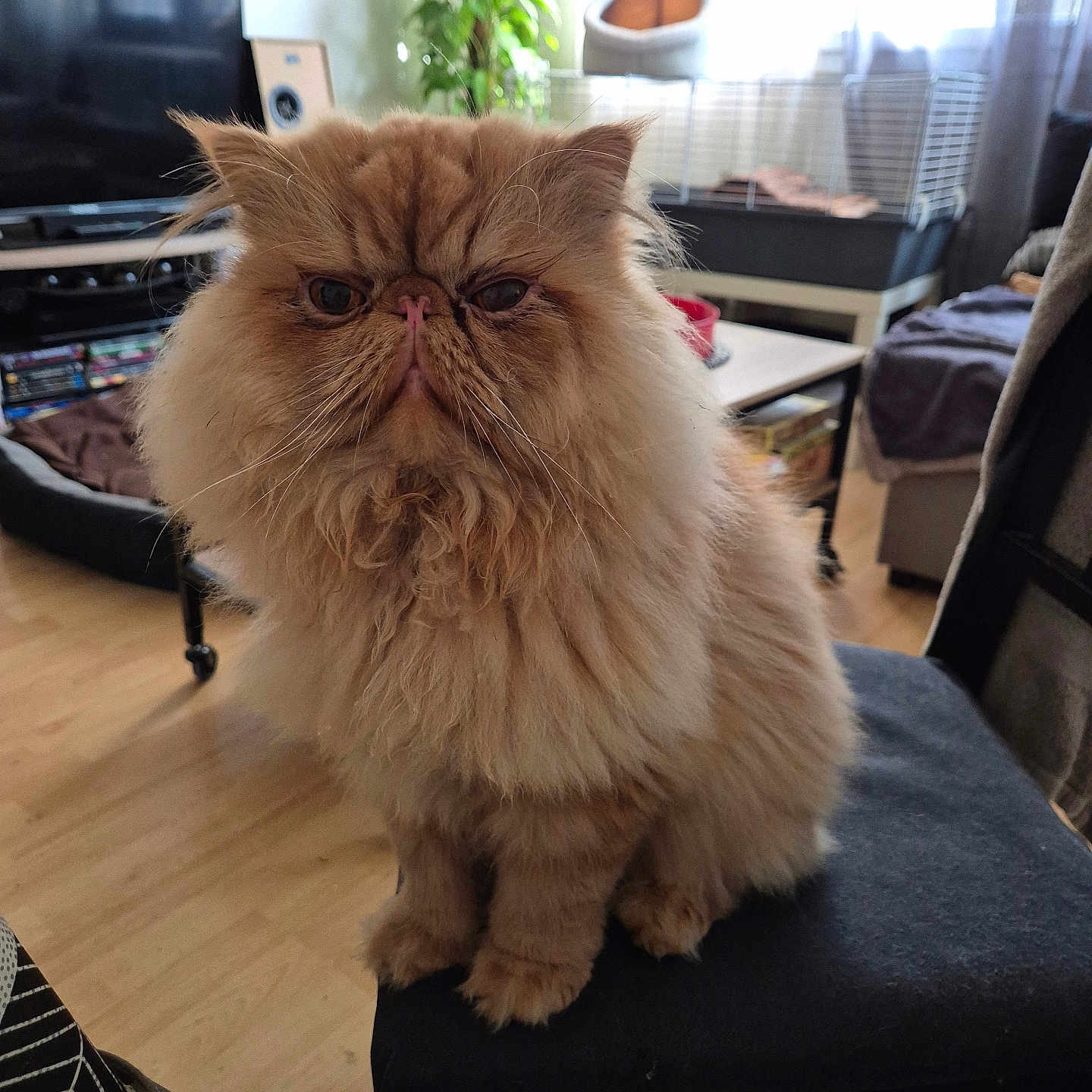 Ulysse a rejoint le concours — aidez-le/la à gagner de superbes lots ! animal, cage, cat, chair, cute, domestic_animal, face, floor, fluffy, fur, furniture, home, indoor, living_room, persian_cat, pet, plant, table, whiskers, window