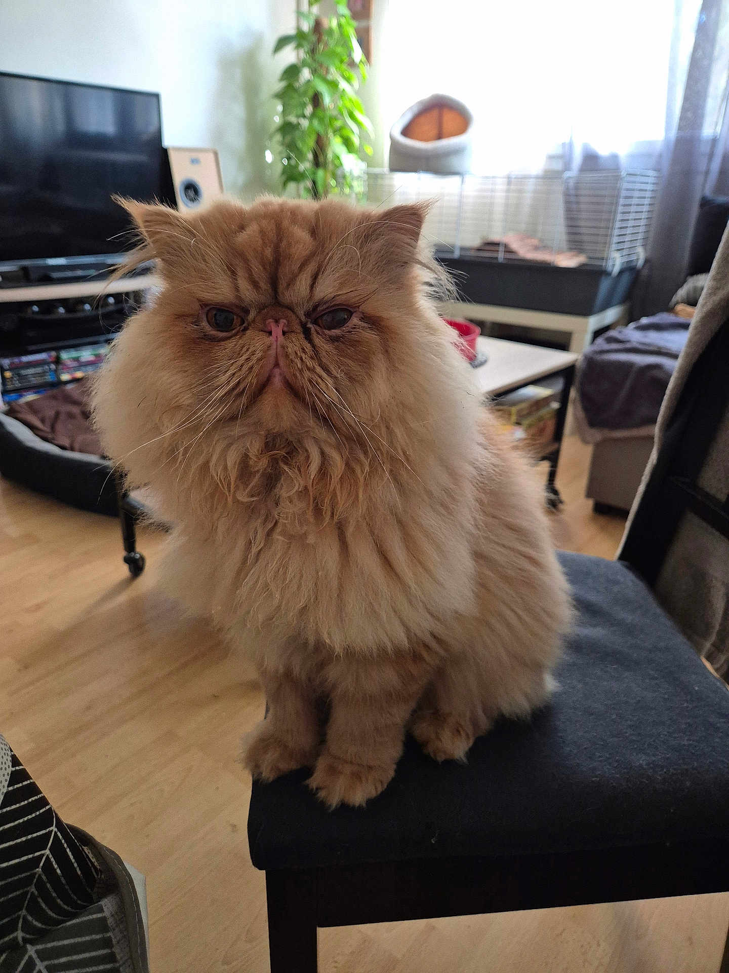 Ulysse a rejoint le concours — aidez-le/la à gagner de superbes lots ! cat, persian_cat, fluffy, furniture, chair, living_room, pet, indoor, fur, animal, cute, face, whiskers, table, cage, plant, window, floor, domestic_animal, home