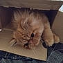 Ulysse participe au concours pour gagner de l'argent avec cette photo : cat, fluffy, orange, box, cardboard, pet, indoor, curious, cute, feline, animal, cozy, whiskers, relaxed, closeup, soft, fur, lying_down, domestic_animal, playful