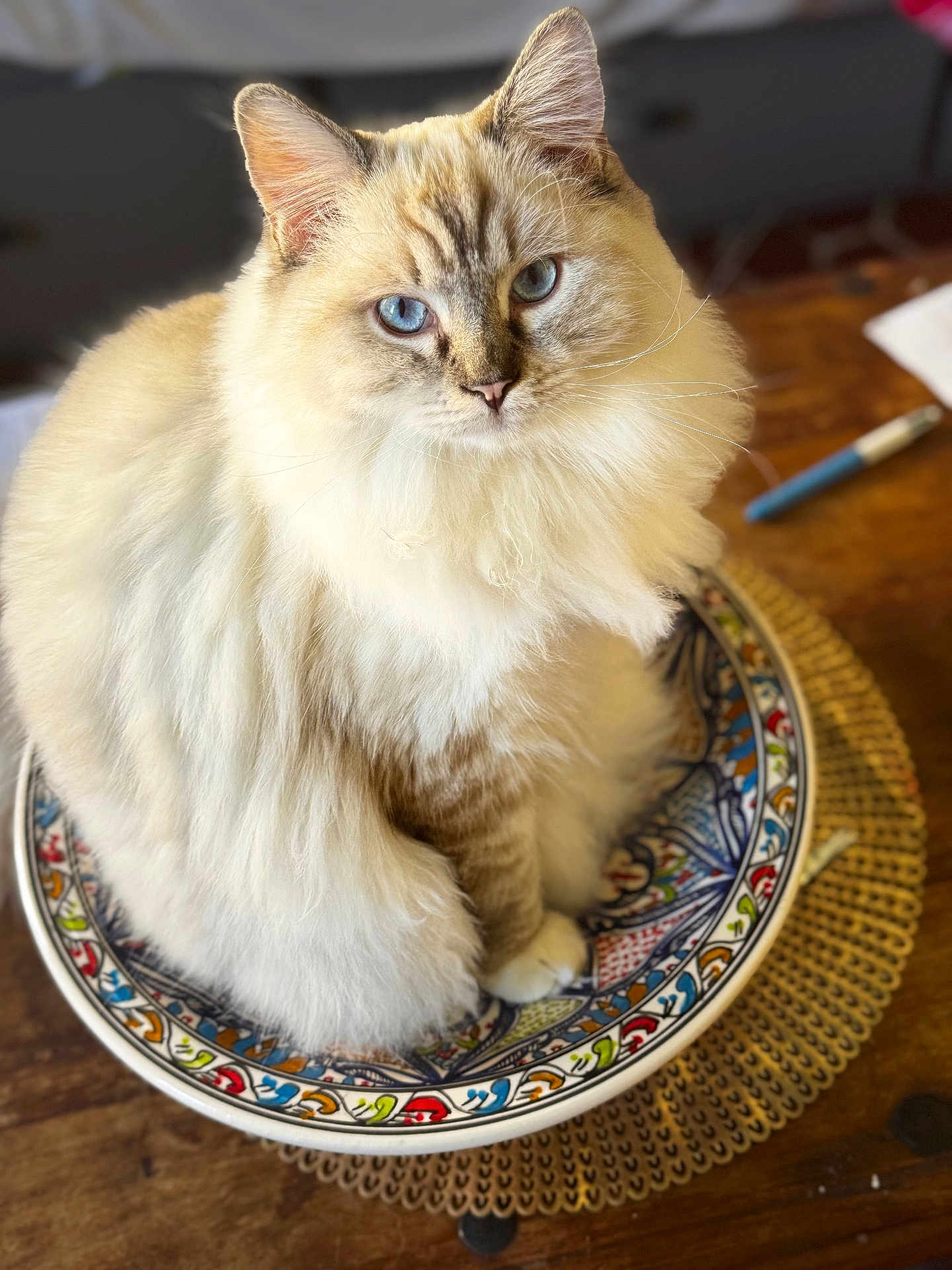 Albus a rejoint le concours — aidez-le/la à gagner de superbes lots ! cat, fluffy, blue_eyes, bowl, colorful, patterned, table, wooden, pet, indoor, cute, feline, sitting, domestic_animal, whiskers, fur, close_up, portrait, animal, household