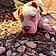 Xena