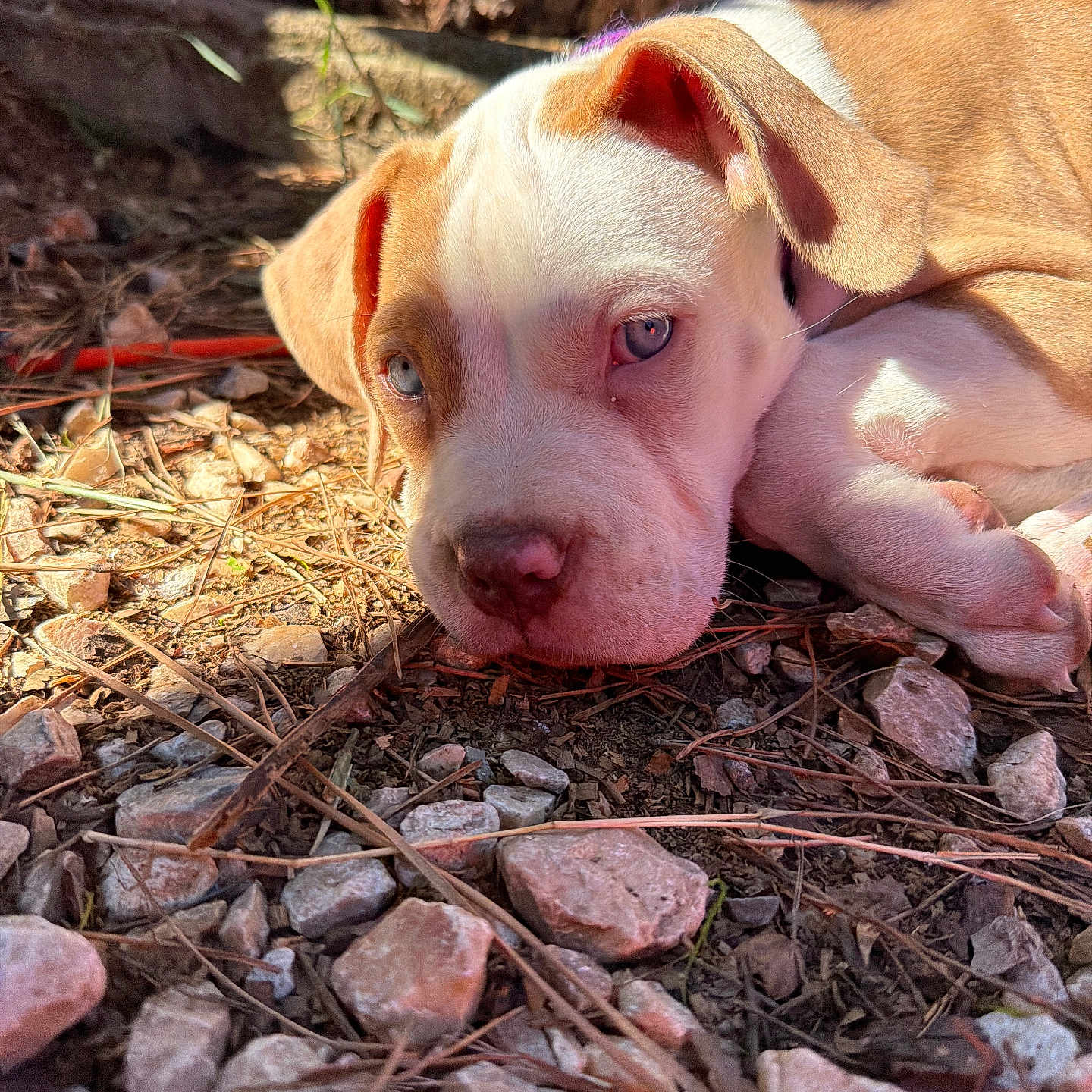 Xena