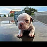 puppy, dog, bulldog, english_bulldog, animal, pet, face, portrait, sitting, paws, white_fur, brown_markings, short_fur, cute, young, outdoor, rooftop, table, reflection, photography
