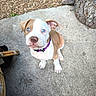 puppy, dog, canine, sitting, outdoor, pavement, concrete, tree, tree_trunk, blue_eyes, floppy_ears, purple_collar, brown_and_white, pet, animal, portrait, looking_at_camera, cute, garden, daylight