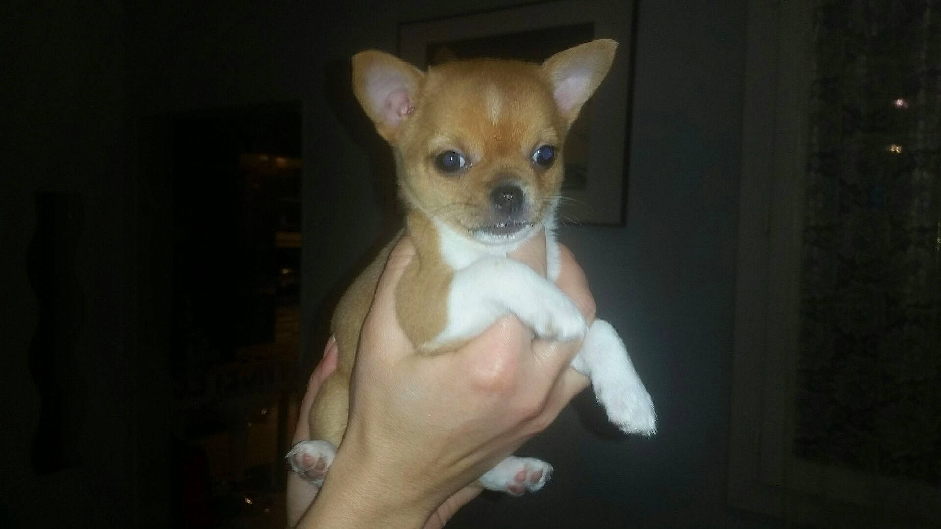 Doly participe au concours pour gagner de l'argent avec cette photo : canidae, carnivore, chihuahua, companion_dog, corgi_chihuahua, dog, dog_breed, ear, fawn, mammal, miniature_fox_terrier, puppy, rare_breed_dog, russkiy_toy, skin, snout, sporting_group, toy_dog, vertebrate, whiskers