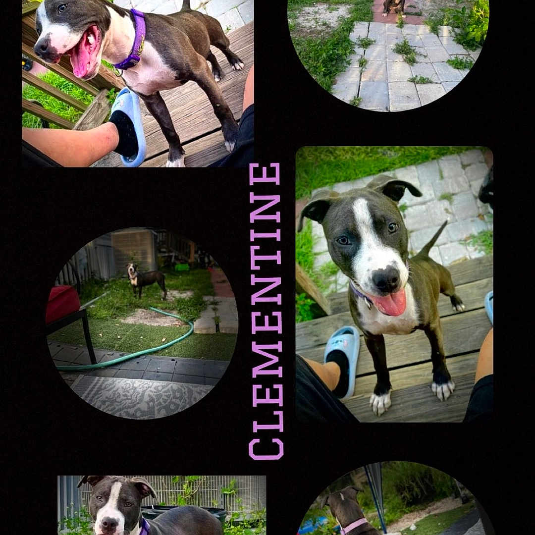 Clementine is registered to the contest to win money with this photo: animal, art, bostonbull, boxer, bulldog, canine, car, clothing, collage, dog, footwear, grass, horse, person, pet, photography, pitbull, plant, shoe, transportation