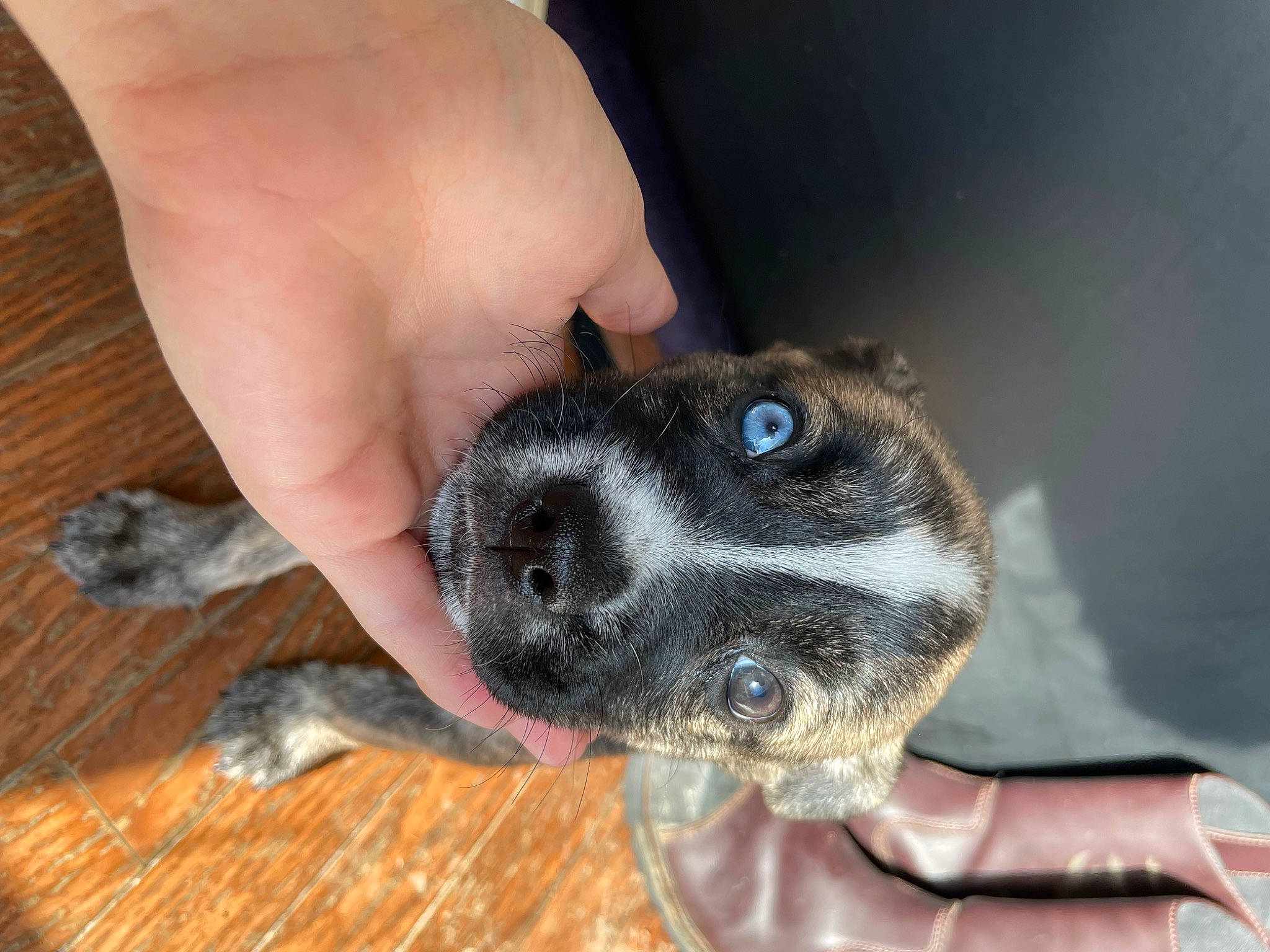 Wren is registered to the contest to win money with this photo: canidae, carnivore, claw, companion_dog, dog, dog_breed, ear, fawn, foot, fur, hardwood, paw, puppy, snout, sporting_group, tail, toe, whiskers, wood, working_animal