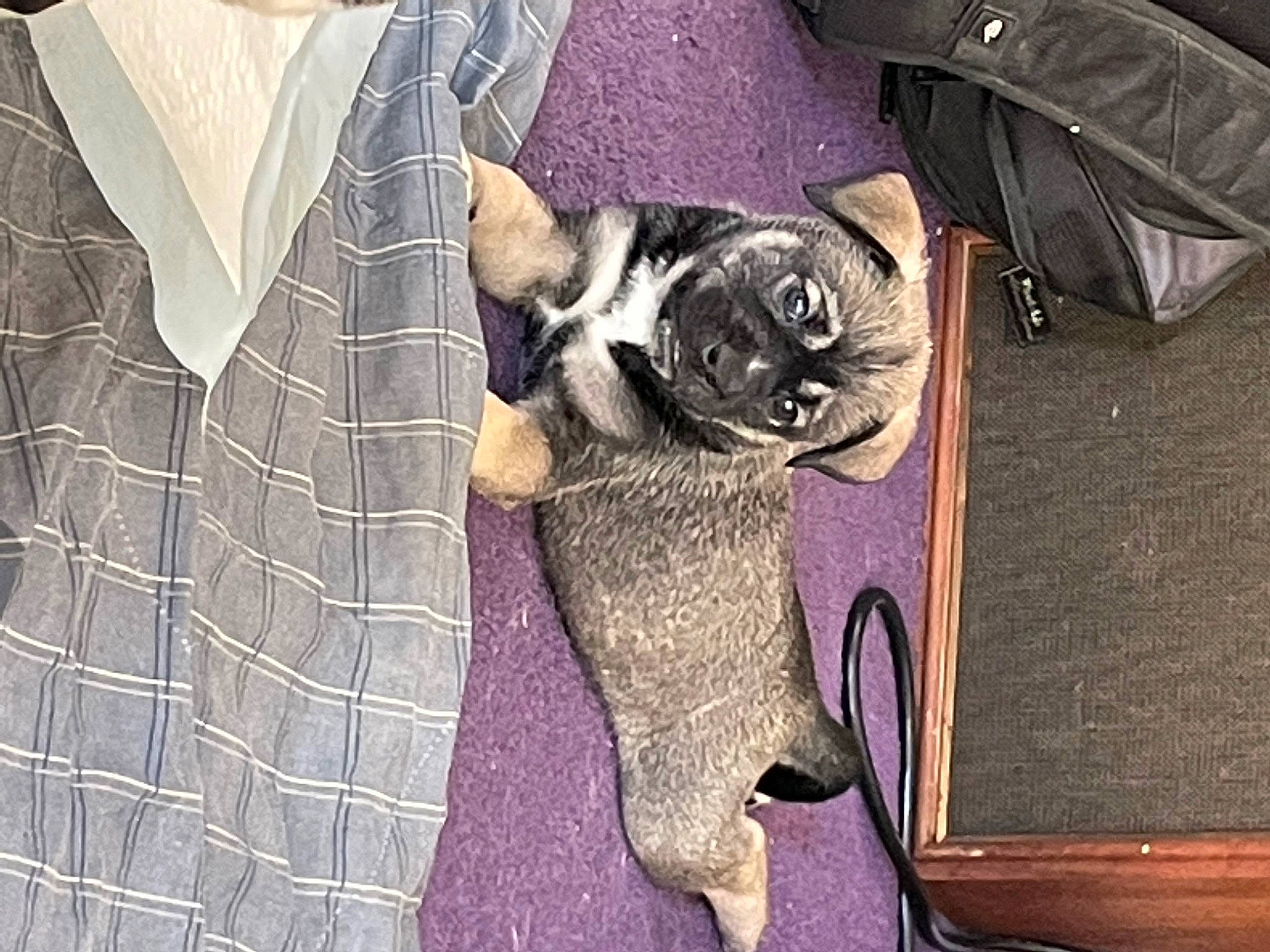 Rooster joined the competition — help win amazing prizes! blazer, carnivore, collar, companion_dog, dog, dog_breed, dress_shirt, fawn, formal_wear, fur, grey, outerwear, pattern, pug, purple, sleeve, snout, sporting_group, toy_dog, working_animal