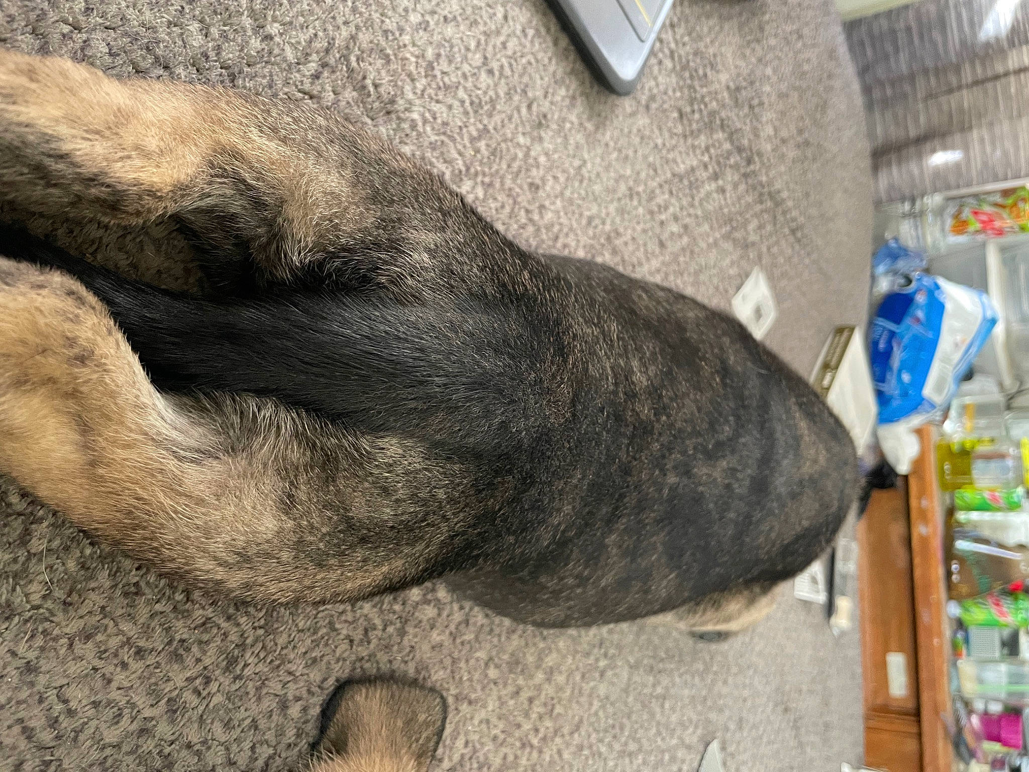 Rooster is registered to the contest to win money with this photo: carnivore, claw, comfort, dog, dog_breed, fawn, foot, fur, grey, human_leg, natural_material, snout, sporting_group, tail, terrestrial_animal, toe, whiskers, wood, working_animal, wrinkle