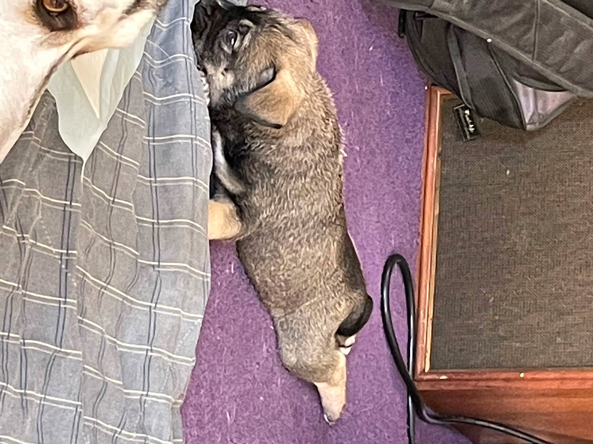 Rooster is registered to the contest to win money with this photo: animal_product, blazer, button, collar, dress_shirt, elephant, fashion_accessory, fur, grey, magenta, natural_material, pattern, pocket, purple, sleeve, terrestrial_animal, wood, wool, working_animal, wrinkle