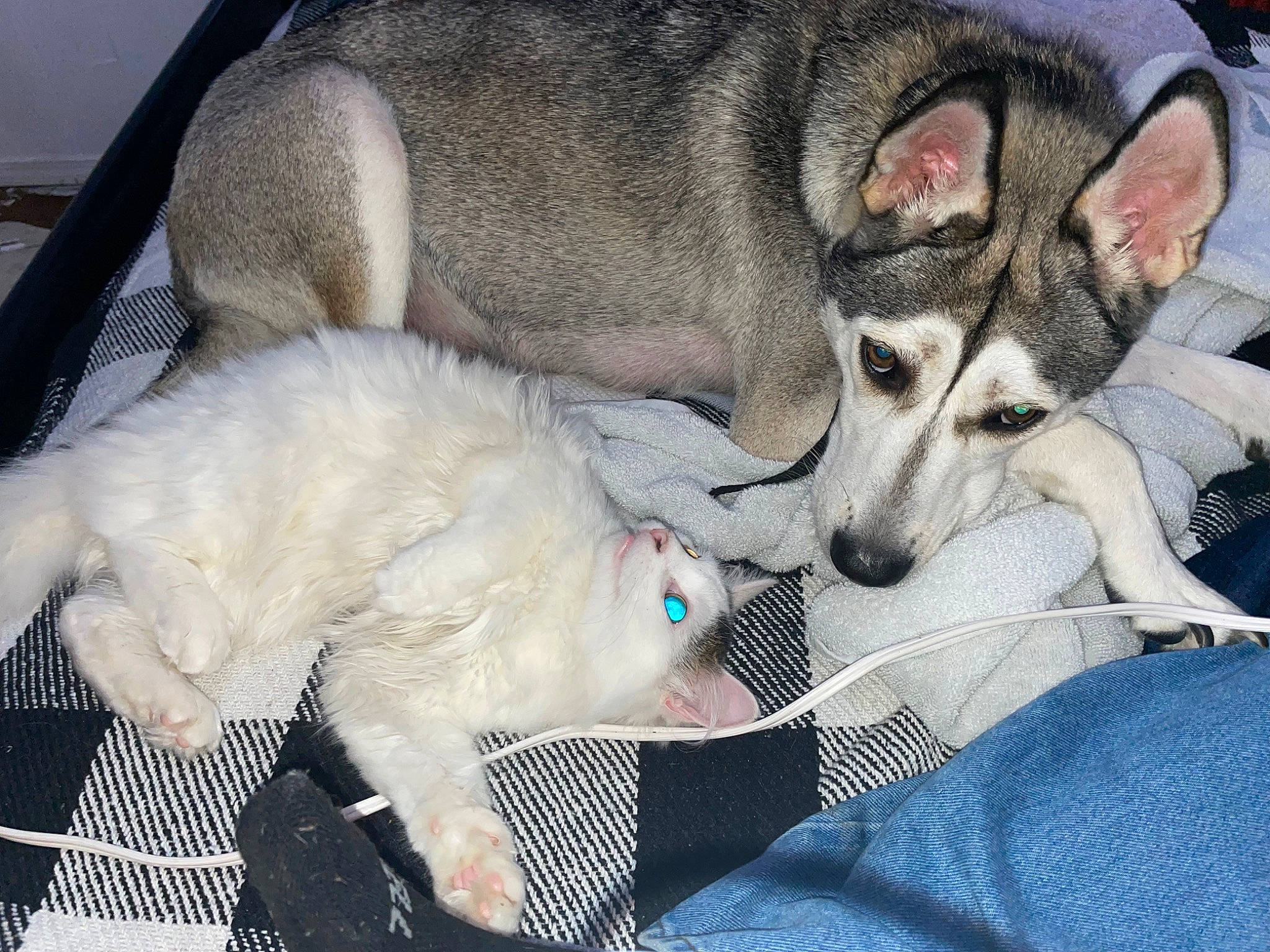 Yuna joined the competition — help win amazing prizes! canadian_eskimo_dog, canidae, canis, carnivore, comfort, companion_dog, dog, dog_breed, fawn, fur, paw, siberian_husky, sled_dog, snout, sporting_group, tail, terrestrial_animal, wolf, working_animal, working_dog