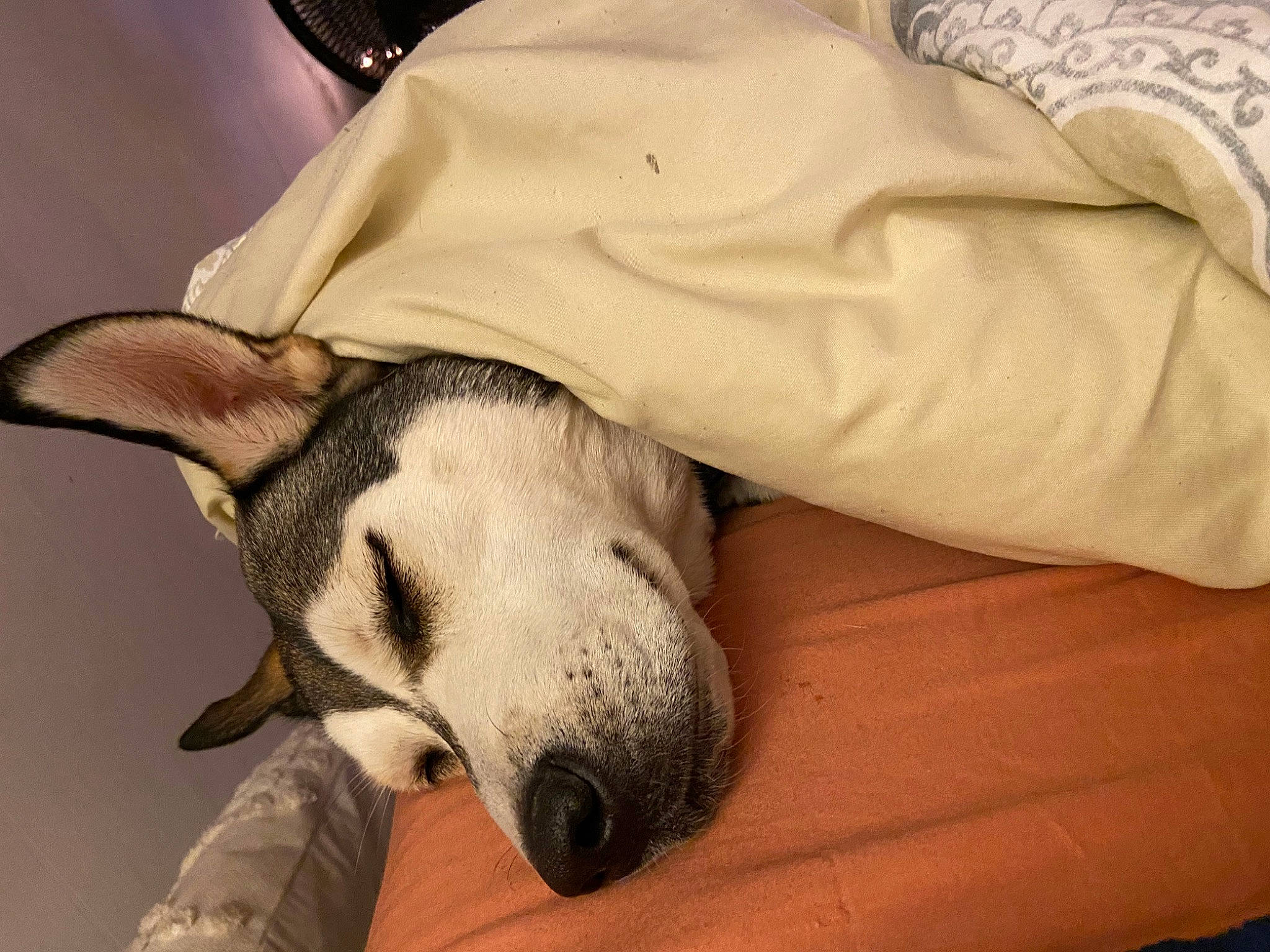 Yuna joined the competition — help win amazing prizes! canidae, carnivore, comfort, companion_dog, dog, dog_breed, ear, fawn, foot, fur, jaw, linens, paw, snout, sporting_group, tail, terrestrial_animal, whiskers, wood, working_animal