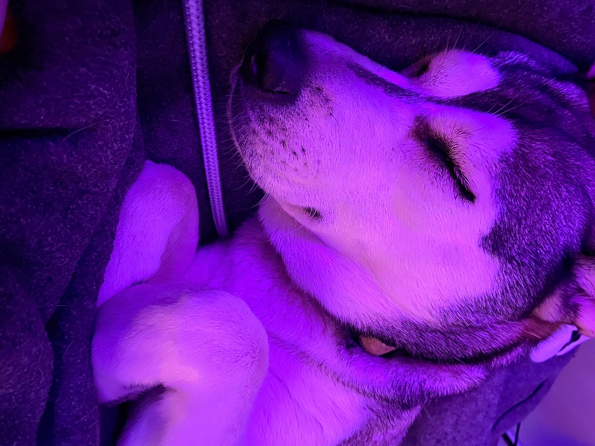 Yuna is registered to the contest to win money with this photo: electric_blue, event, flower, flowering_plant, fun, fur, head, human_body, magenta, nail, petal, pink, plant, purple, rose_family, selfie, textile, tree, violet