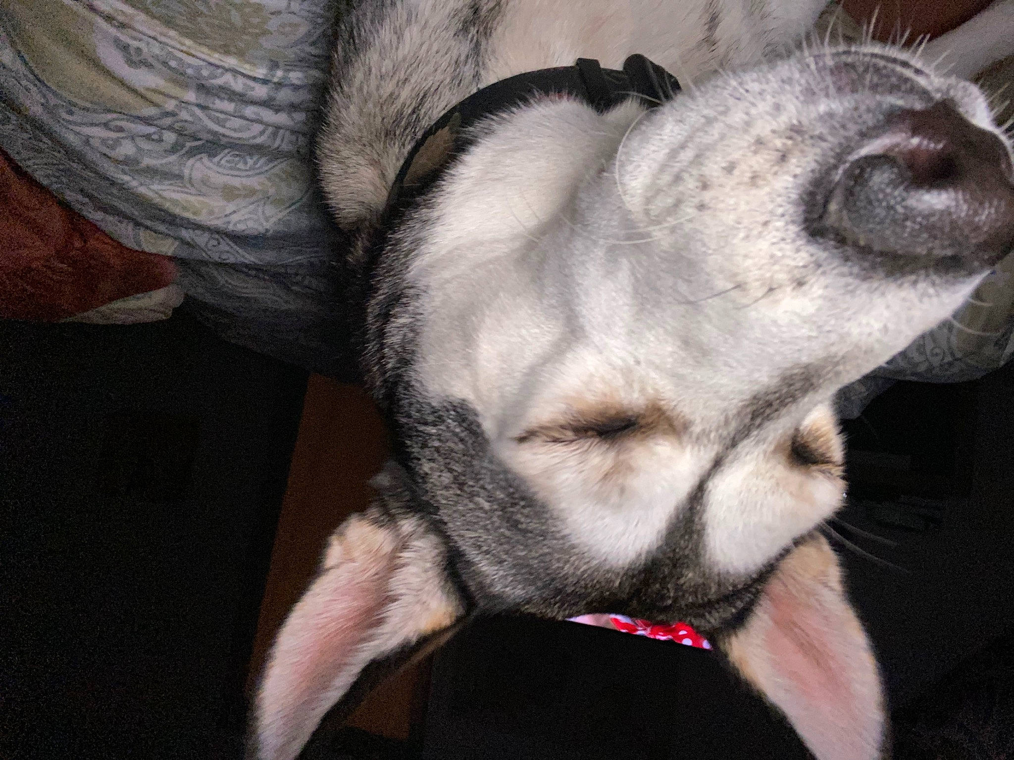 Yuna is registered to the contest to win money with this photo: canidae, carmine, carnivore, collar, comfort, companion_dog, dog, dog_breed, ear, fawn, french_bulldog, fur, grey, nap, paw, snout, terrestrial_animal, toy_dog, whiskers, working_animal