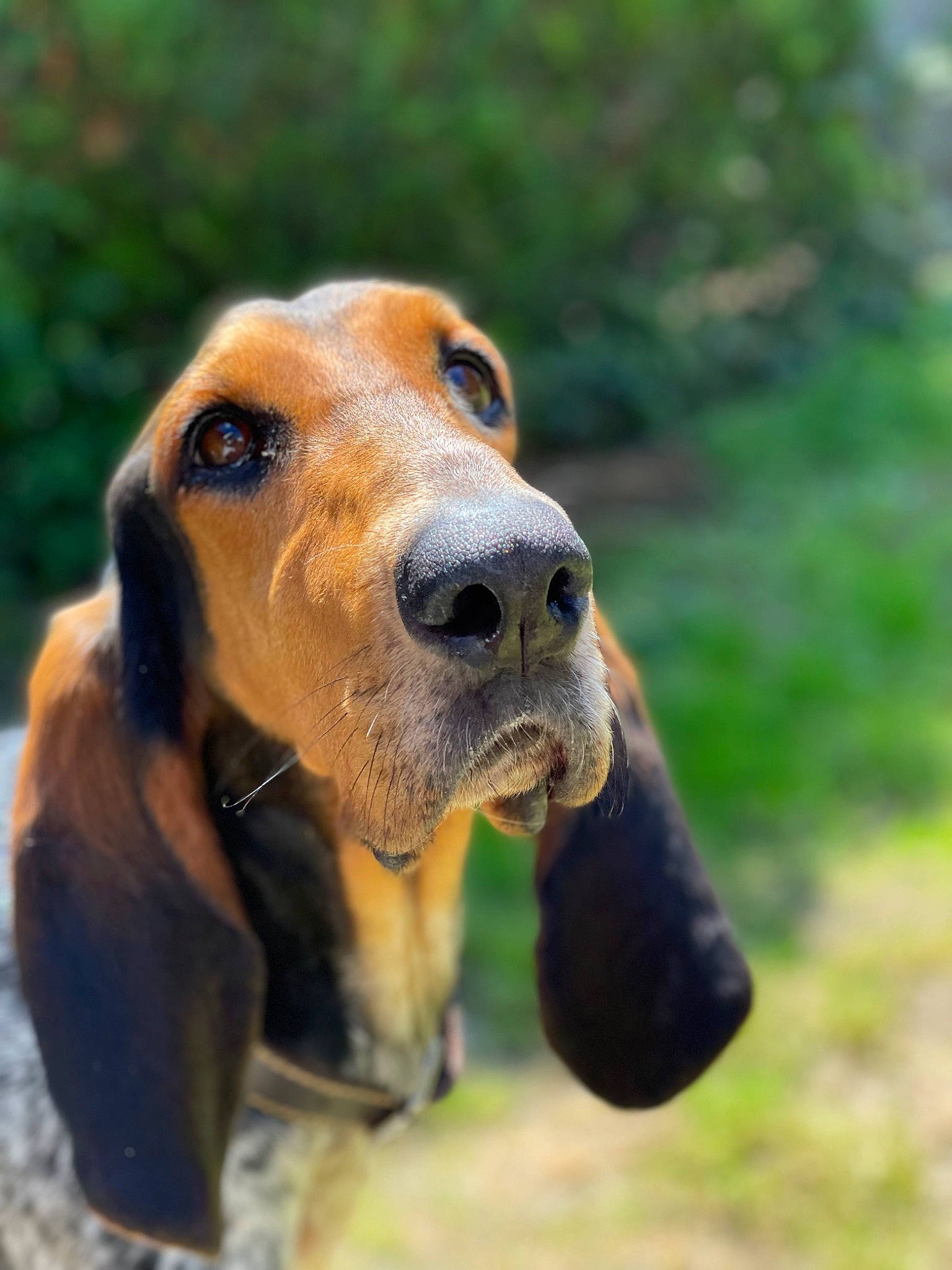 Charly a rejoint le concours — aidez-le/la à gagner de superbes lots ! basset_hound, canidae, carnivore, collar, companion_dog, dog, dog_breed, fawn, grass, hound, liver, pet_supply, plant, scent_hound, snout, sporting_group, terrestrial_animal, whiskers, working_animal, working_dog