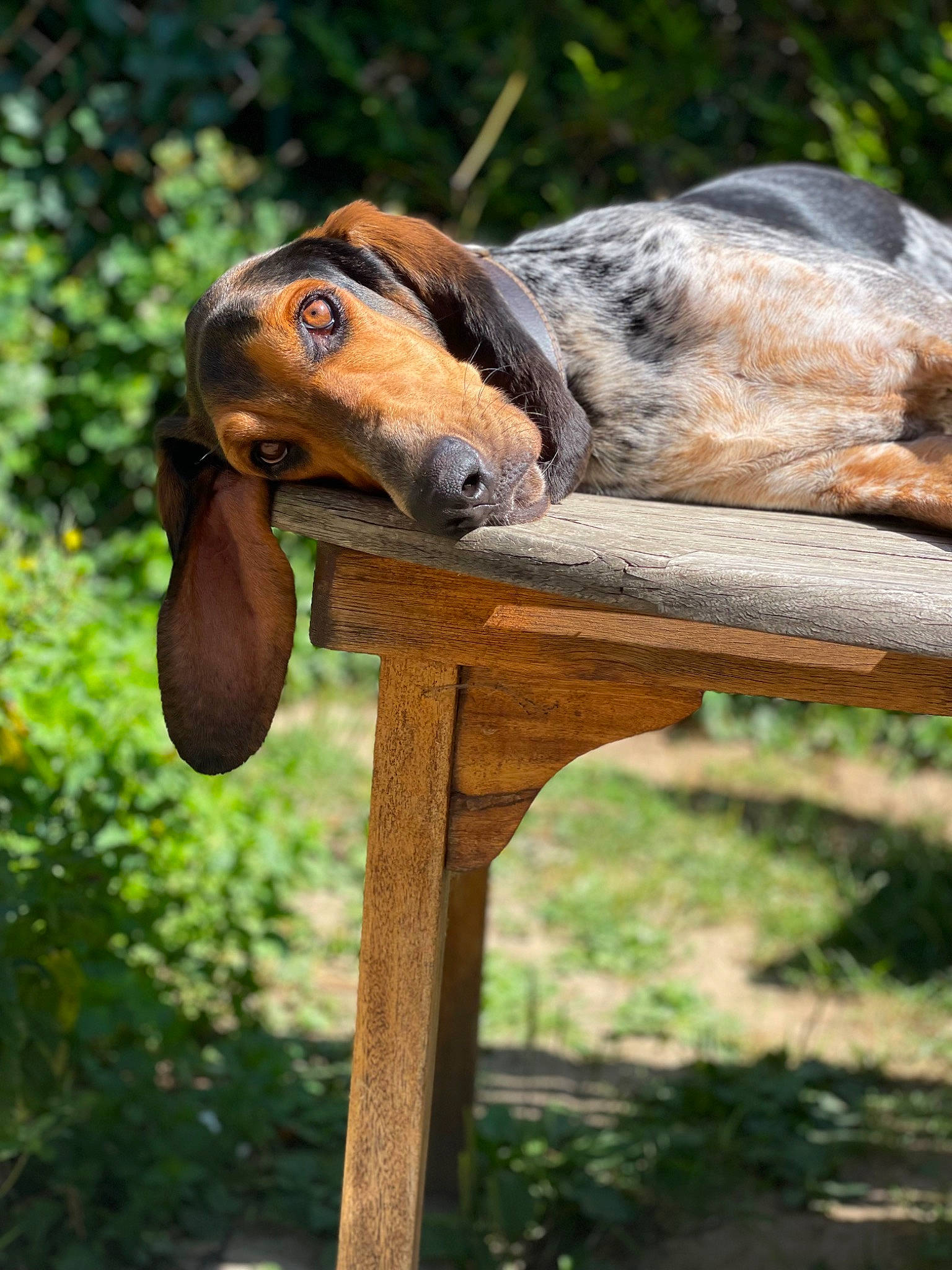 Charly participe au concours pour gagner de l'argent avec cette photo : art, canidae, carnivore, companion_dog, dog, dog_breed, door, fawn, fur, grass, liver, pet_supply, plant, snout, sporting_group, terrestrial_animal, tree, wildlife, wood, working_animal
