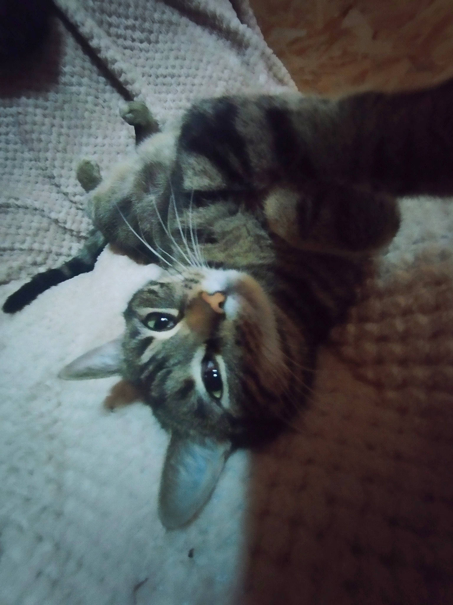 Ficelle a rejoint le concours — aidez-le/la à gagner de superbes lots ! carnivore, cat, claw, comfort, domestic_short_haired_cat, felidae, flooring, foot, fur, nap, paw, sleep, small_to_medium_sized_cats, tail, terrestrial_animal, whiskers, wildlife