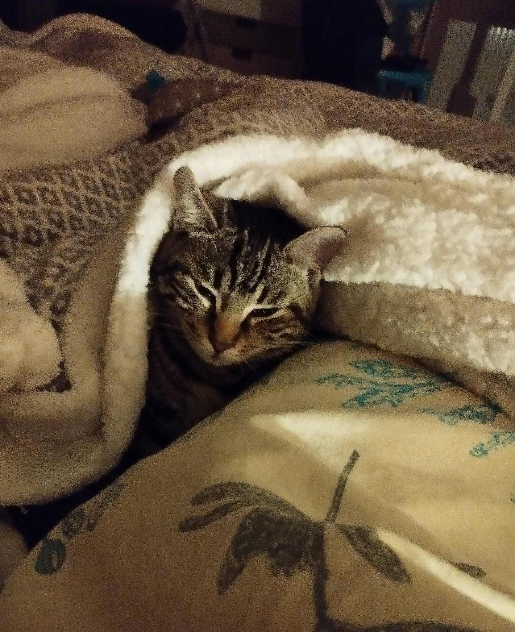 Ficelle participe au concours pour gagner de l'argent avec cette photo : bed, bed_sheet, bedding, carnivore, cat, comfort, domestic_short_haired_cat, felidae, flooring, fur, grey, linens, nap, pattern, paw, room, sleep, small_to_medium_sized_cats, textile, whiskers