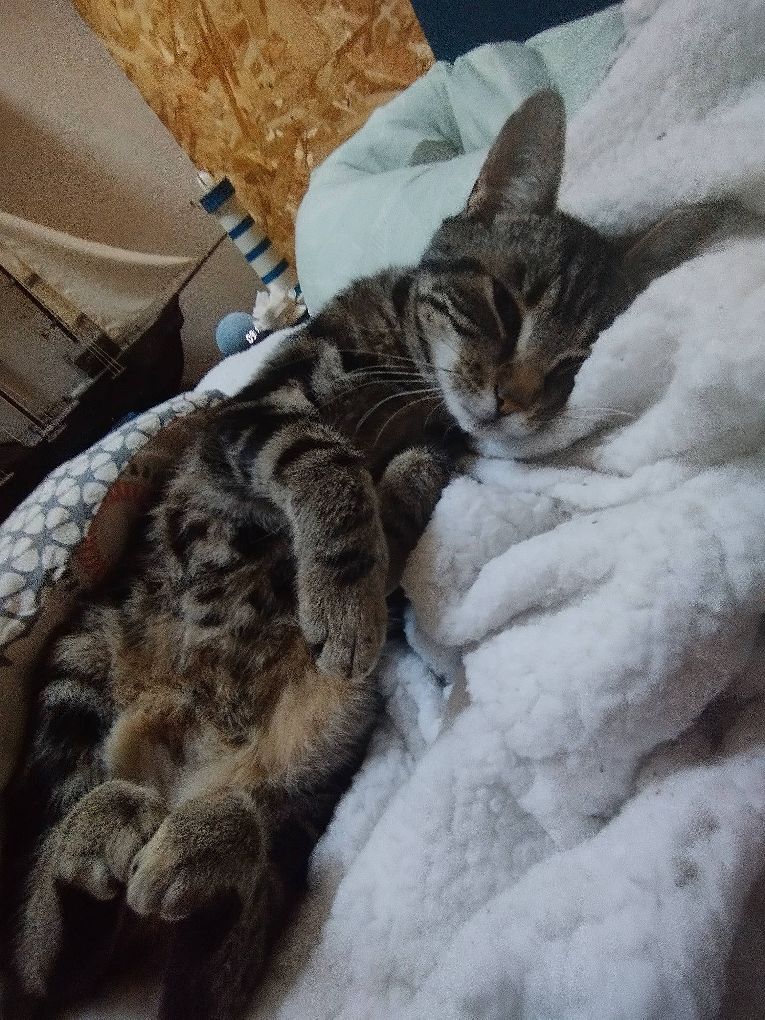 Ficelle a rejoint le concours — aidez-le/la à gagner de superbes lots ! bed, bedding, carnivore, cat, claw, comfort, domestic_short_haired_cat, felidae, fur, grey, linens, nap, paw, sleep, small_to_medium_sized_cats, snout, snow, tail, whiskers, wildlife