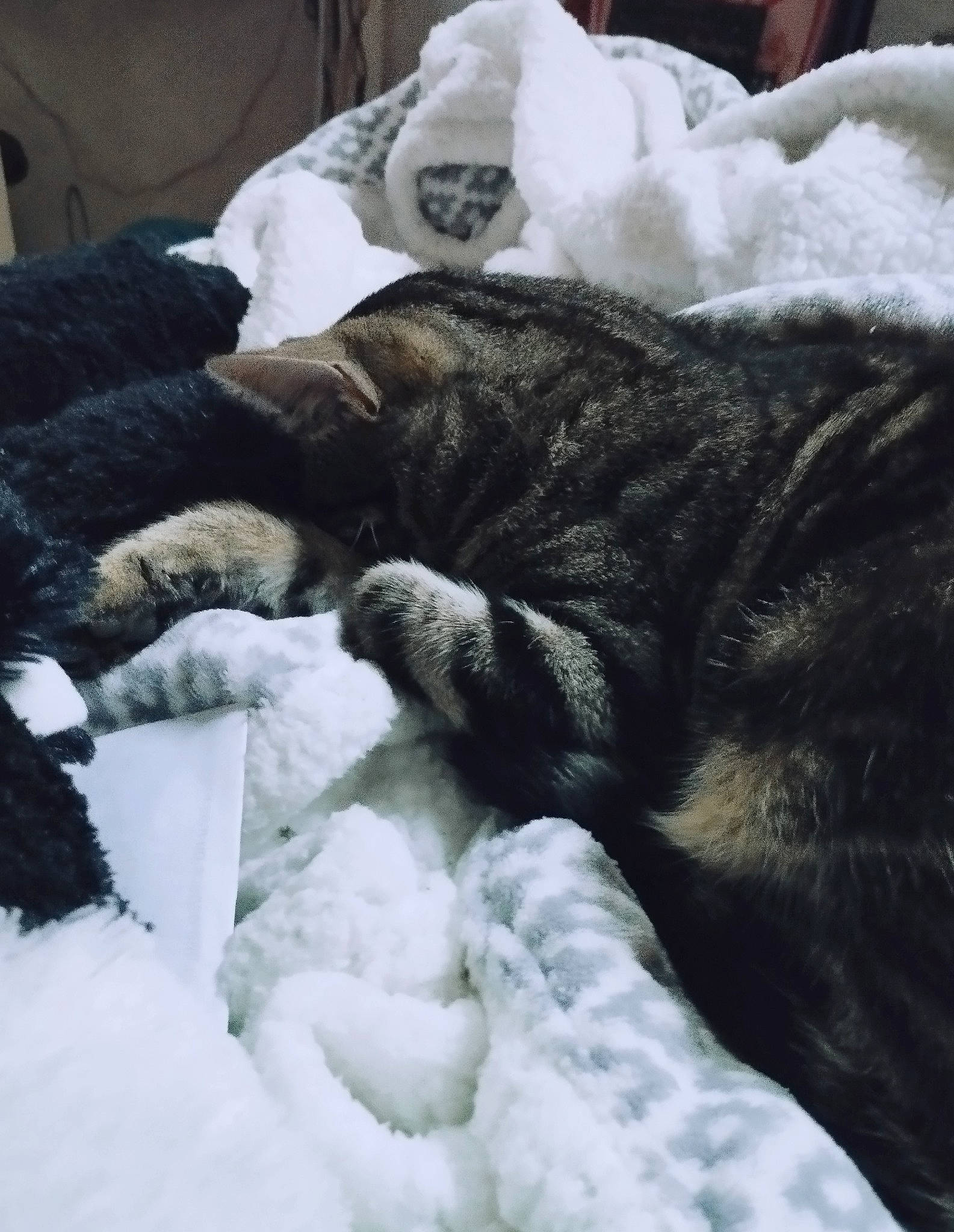 Ficelle a rejoint le concours — aidez-le/la à gagner de superbes lots ! bedding, canidae, carnivore, cat, cloud, comfort, companion_dog, dog_breed, domestic_short_haired_cat, felidae, fur, grey, linens, mammal, small_to_medium_sized_cats, snout, sporting_group, tail, whiskers, white