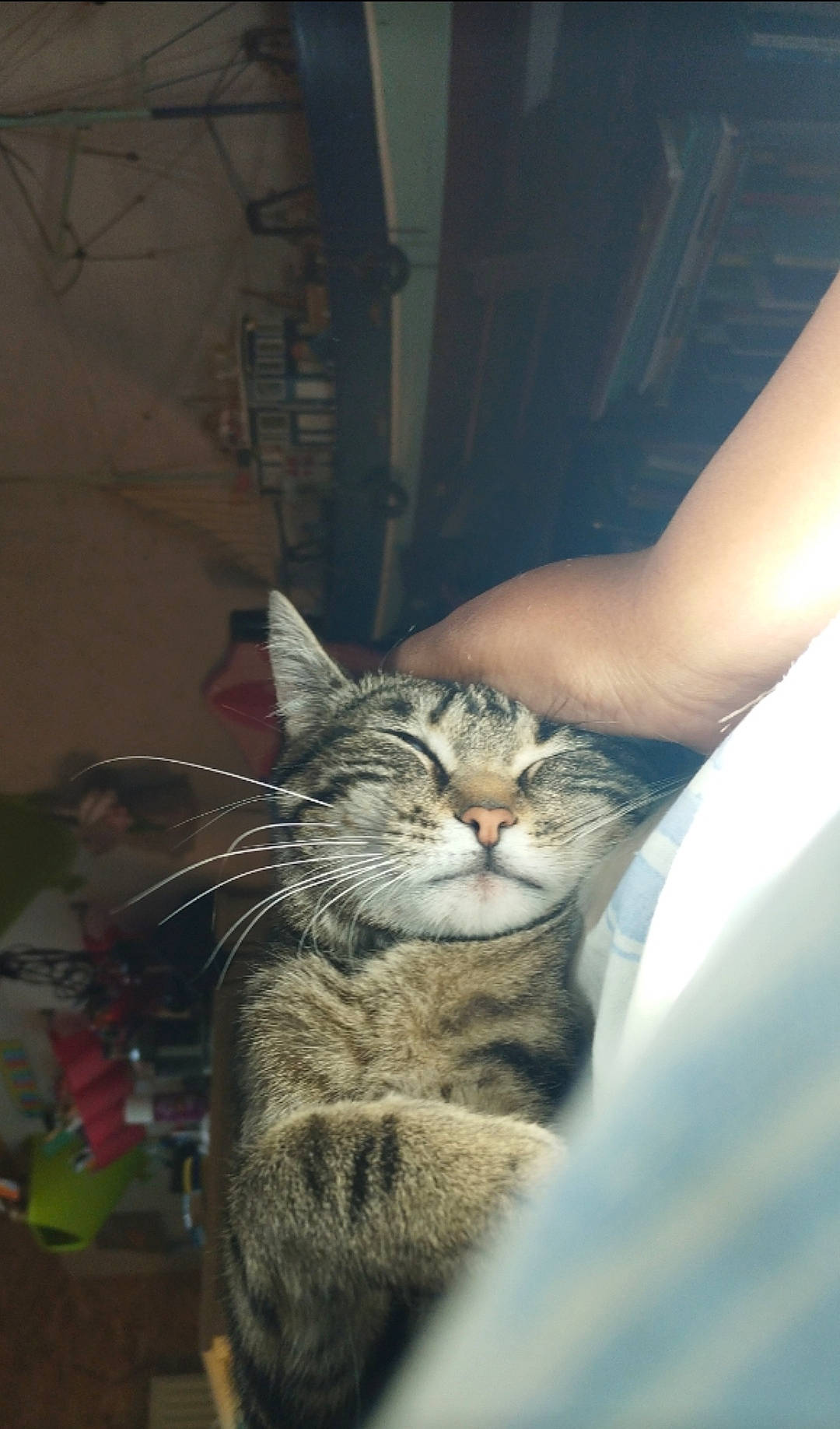 Ficelle a rejoint le concours — aidez-le/la à gagner de superbes lots ! carnivore, cat, claw, comfort, domestic_short_haired_cat, door, eye, felidae, fur, human_leg, paw, small_to_medium_sized_cats, snout, tail, terrestrial_animal, tree, whiskers, window