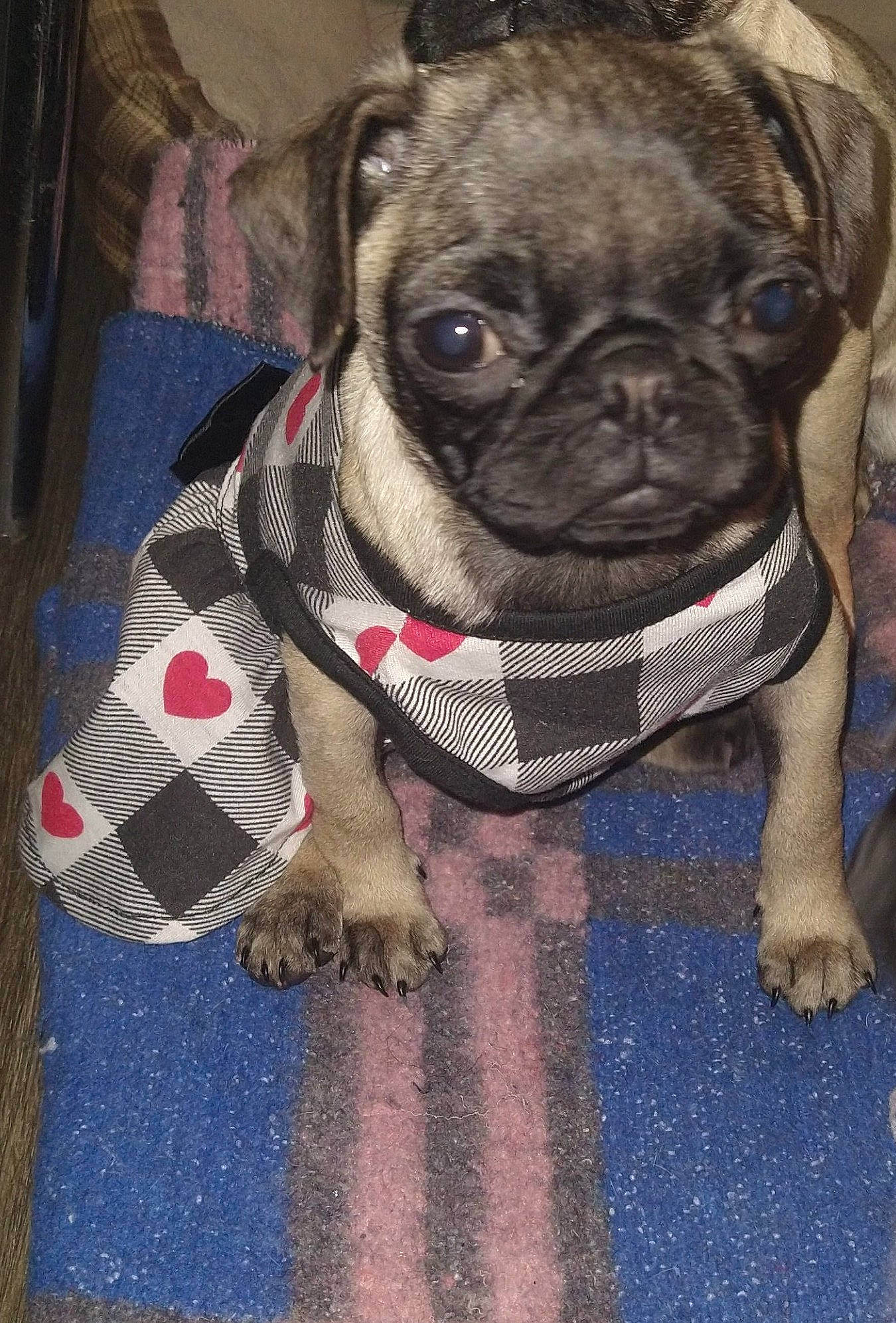 Peanut joined the competition — help win amazing prizes! bulldog, carnivore, collar, companion_dog, dog, dog_breed, dog_clothes, dog_collar, dog_supply, electric_blue, fawn, fur, leash, pet_supply, pug, snout, toy_dog, whiskers, working_animal, wrinkle