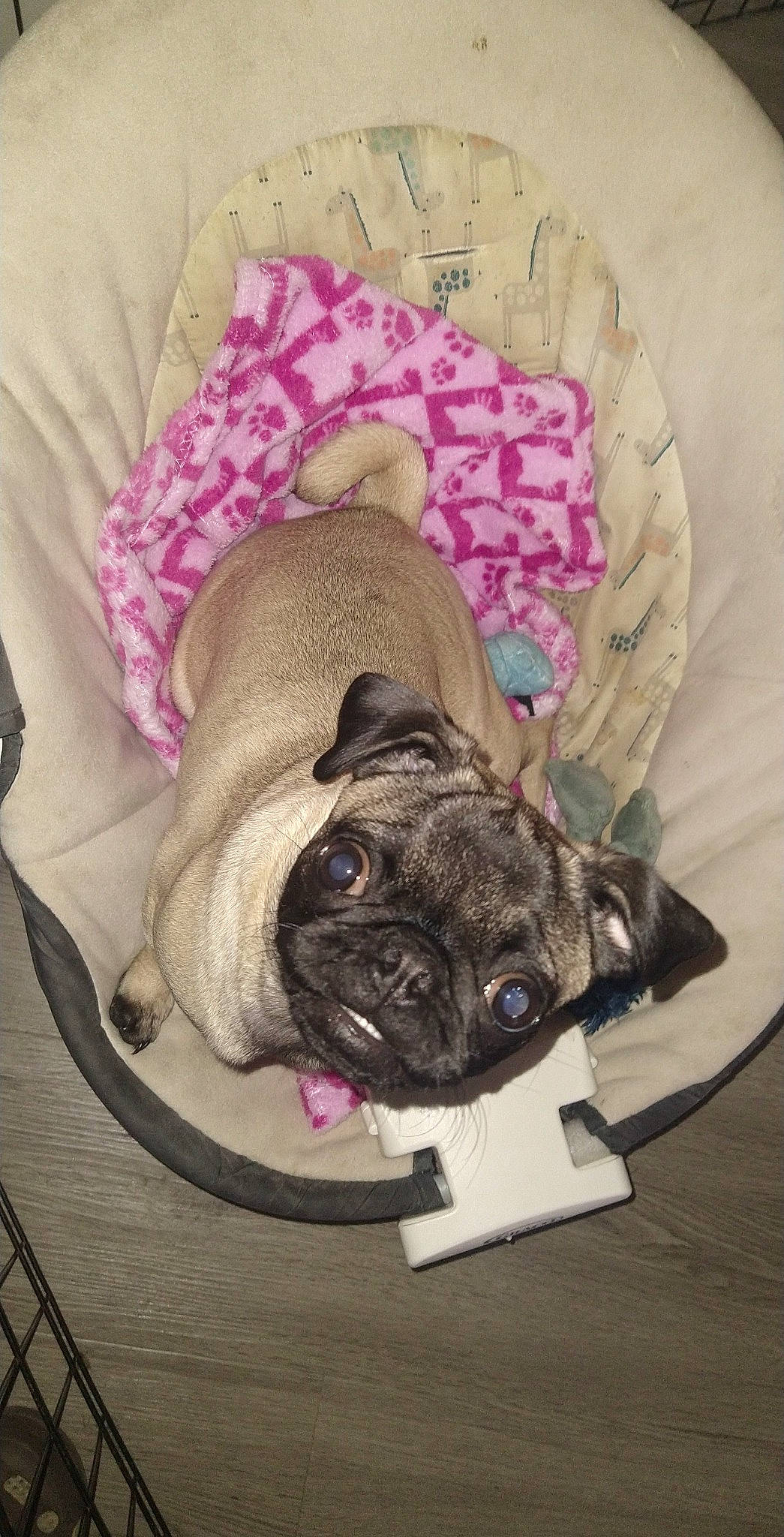 Peanut is registered to the contest to win money with this photo: canidae, carnivore, comfort, companion_dog, dog, dog_breed, dog_supply, fashion_accessory, fawn, hat, linens, magenta, pet_supply, pink, pug, snout, sporting_group, toy_dog, working_animal, wrinkle