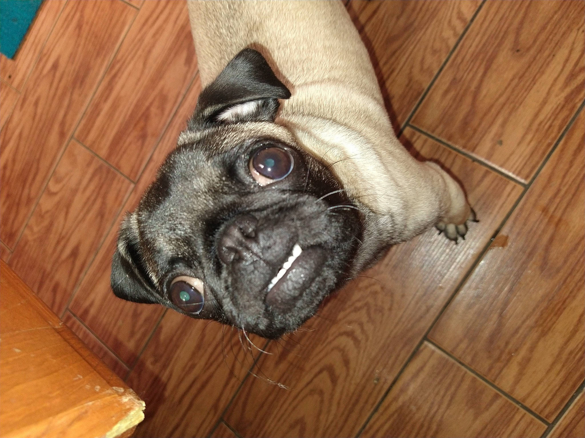 Peanut joined the competition — help win amazing prizes! brown, carnivore, companion_dog, dog, dog_breed, ear, fawn, floor, flooring, hardwood, plank, pug, snout, sporting_group, toy_dog, whiskers, wood, wood_stain, working_animal, wrinkle