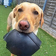 Honey joined the competition — help win amazing prizes! animal, background, backyard, brown_dog, canine, chew_toy, close_up, daylight, dog, ears, fence, garden, grass, green_lawn, mouth, nose, outdoor, pet, playful, toy