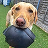 animal, background, backyard, brown_dog, canine, chew_toy, close_up, daylight, dog, ears, fence, garden, grass, green_lawn, mouth, nose, outdoor, pet, playful, toy